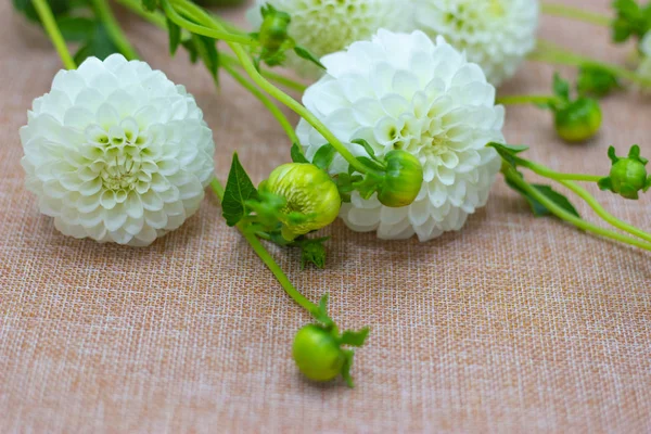 White dahlia is lying on the table. Dahlias on a beige background. — Stock Photo, Image