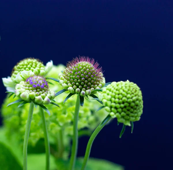 Green flowers on a dark background. Bouquet of green flowers on a dark background.