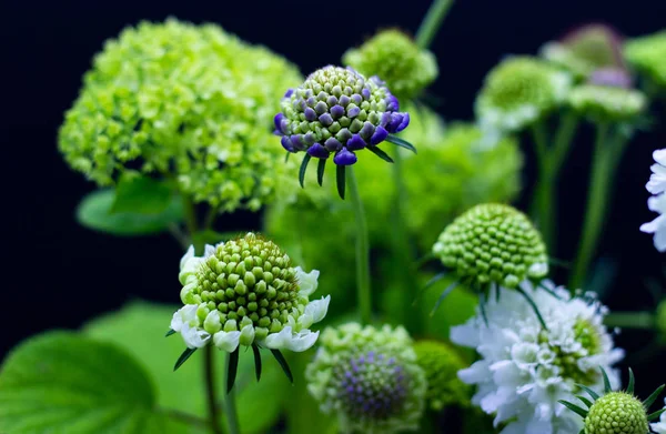 Green flowers on a dark background. Bouquet of green flowers on a dark background. — Stock Photo, Image