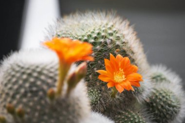 Güzel kaktüs çiçekleri odaklanmak.