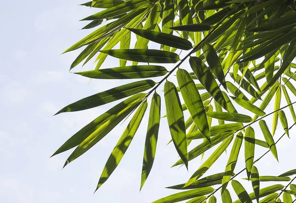 Bamboe laat groen op hemel achtergrond. — Stockfoto