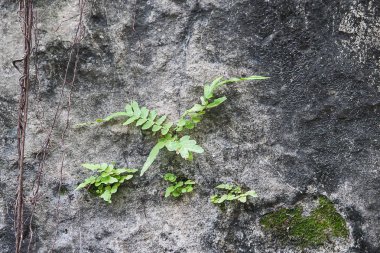 Küçük ağaç yosun ile eski tuğla duvar..