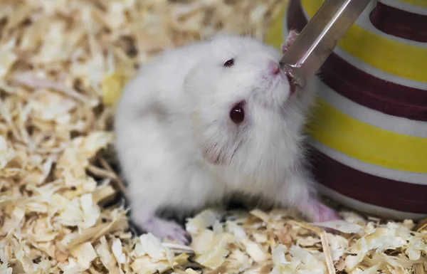 Beyaz Hamster Tüpten su iç.