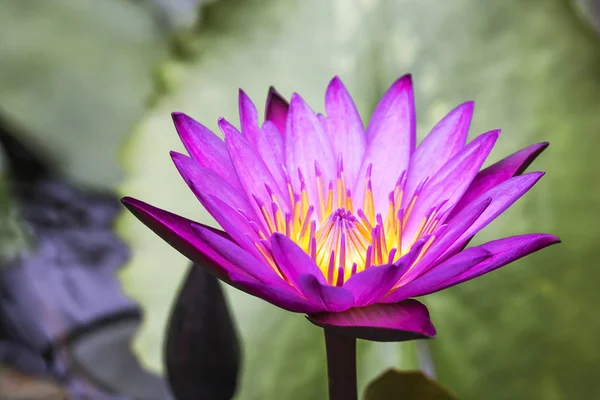 Gul blomma av vackra lila Lotus. — Stockfoto