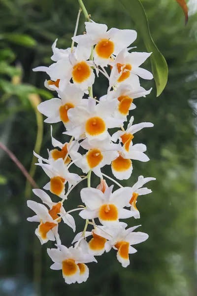 Vit orkidé i trädgården. — Stockfoto