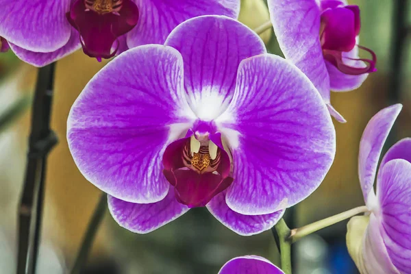 Lila orkidé i trädgården. — Stockfoto