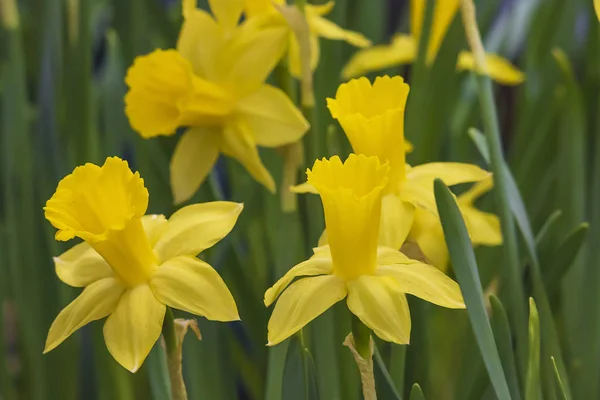 Beautiful Yellow Daffodil Flower . Royalty Free Stock Photos