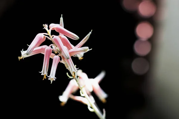 Aloe-Blüten sind schön im Morgengarten. — Stockfoto