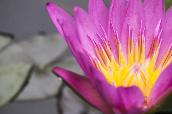 Квітка красивого фіолетового лотоса . — стокове фото