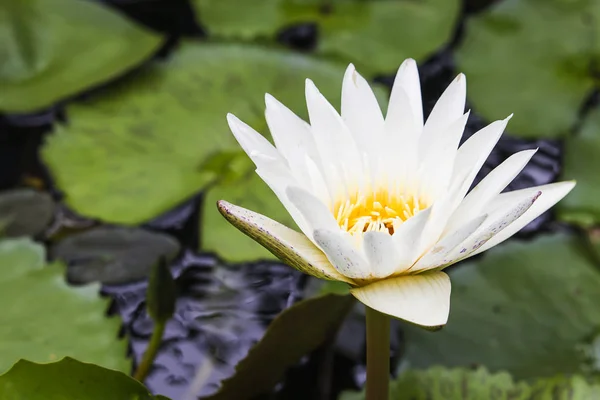 Gula blommor av vit Lotus. — Stockfoto