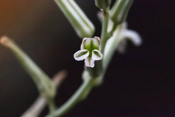 Piękne małe kwiaty kwitnienia Haworthia. (Haworthia fasciata — Zdjęcie stockowe