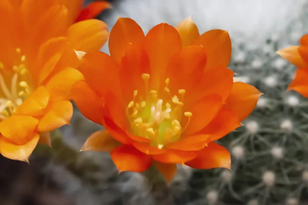 Güzel kaktüs çiçekleri odaklanmak.