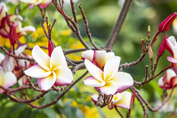 Hermosa flor Fondo de Plumeria (frangipani) árbol . — Foto de Stock