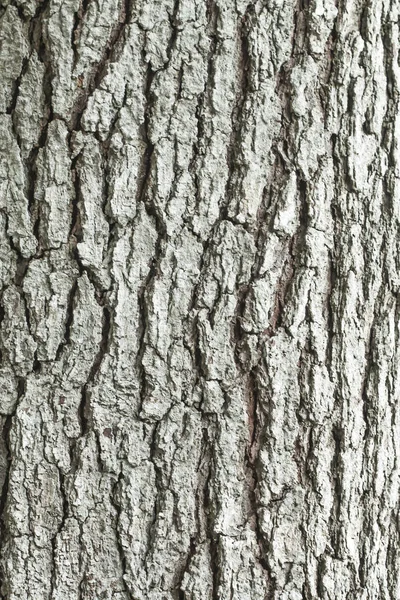 Padrão de fundo de textura de árvore de madeira velha. — Fotografia de Stock