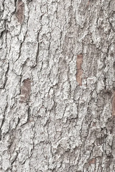 Patrón de fondo de textura de árbol de madera vieja. — Foto de Stock