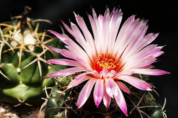 Bahçedeki güzel pembe kaktüsler.