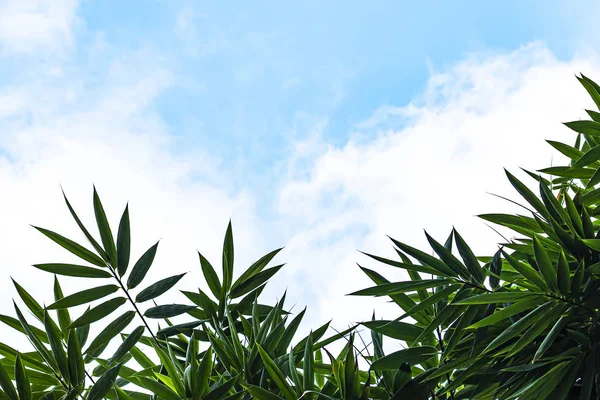 Gökyüzü arka planda yeşil bambu yaprakları.