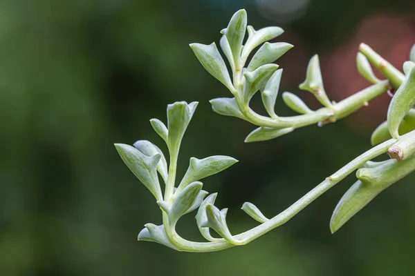 Dolphin Succulents bitki (Senecio peregrinus) Yunus kolyesi.