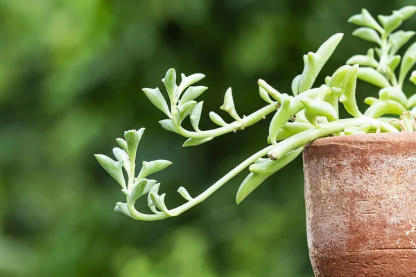 Dolphin Succulents bitki (Senecio peregrinus) Yunus kolyesi.