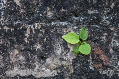 Eski bir duvarda yükselen küçük bir ağaç.