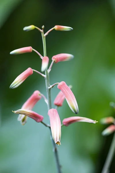 Aloe-Blüten sind schön im Morgengarten. — Stockfoto