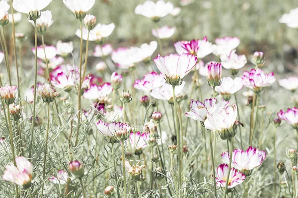 Beautiful flower field, sweet flower color, beautiful background — Stock Photo, Image