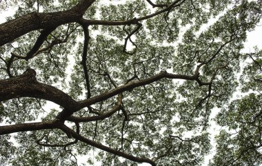 ağaç dalı gökyüzü arka plan üzerinde.