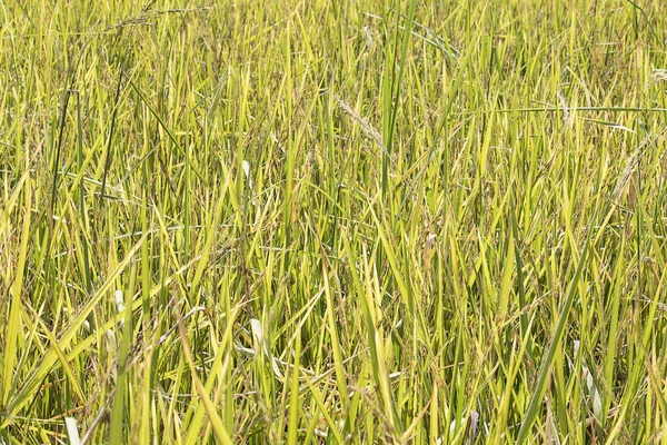 Organic rice fields are safe food.