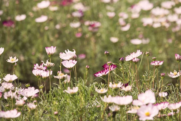 Beautiful flower field, sweet flower color, beautiful background — Stock Photo, Image