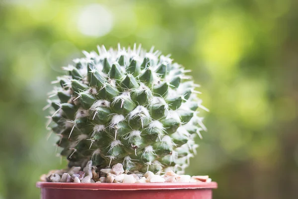 kahverengi tencerede Kaktüs kopya alanı ile seçici odak.