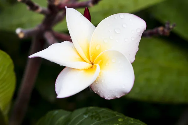White frangipani flowers in the middle of yellow, bright rain wa — Stock Photo, Image