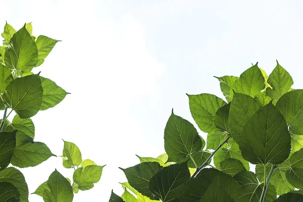 Beyaz bir gökyüzü arka plan üzerinde dut yeşil yaprakları.