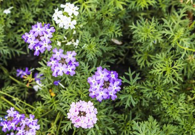 Bahçedeki güzel mor çiçekler. 