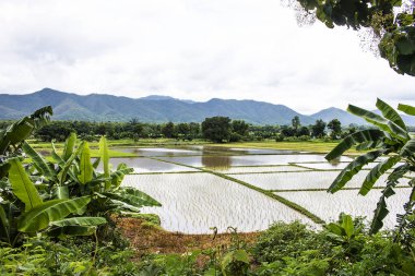 Pirinç ekiminin başlangıcında pirinç tarlası. Kırsal pirinç tarlaları