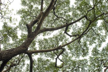 ağaç dalı gökyüzü arka plan üzerinde.