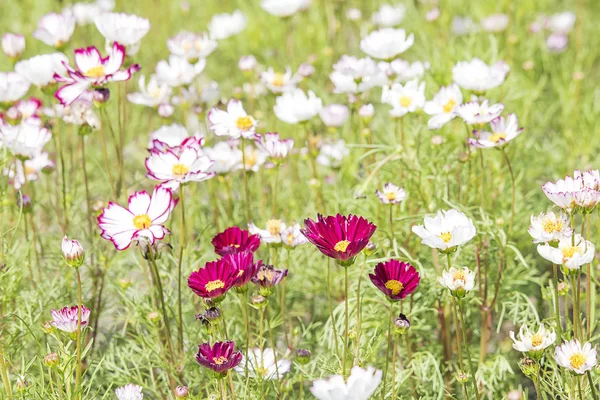 Beautiful flower field, sweet flower color, beautiful background — Stock Photo, Image