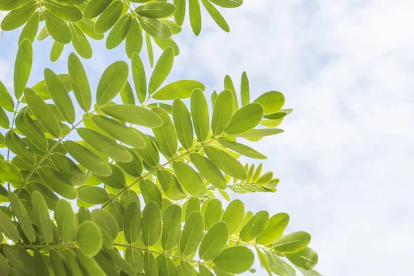 Groene bladeren, de achtergrond is hemel en wolken. — Stockfoto