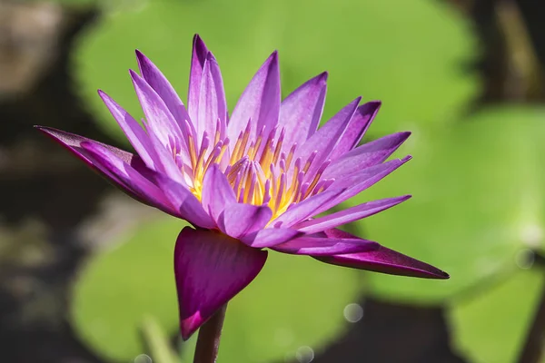 Vacker lotusblomma i kärret. — Stockfoto