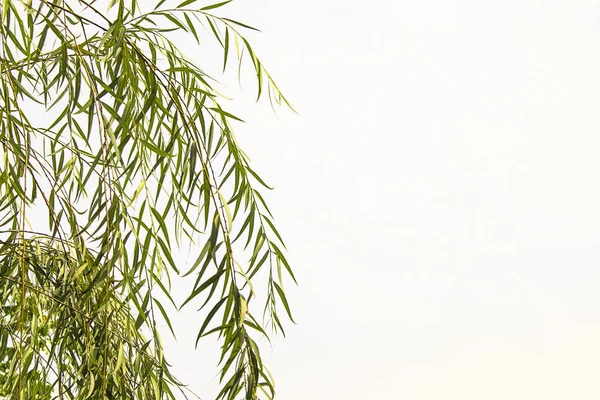 Yeşil Yapraklar gökyüzü arkaplan beyaz.