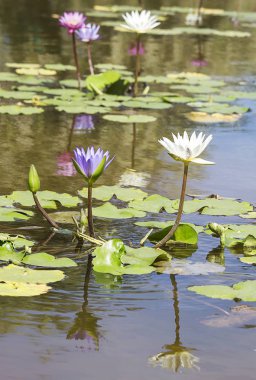 Bataklıkta güzel nilüfer çiçeği.