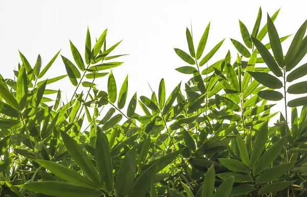 Bamboe laat groen op een witte achtergrond. — Stockfoto