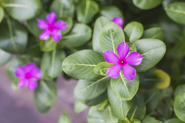 Beau cresson Feuilles violettes vertes dans le jardin . — Photo