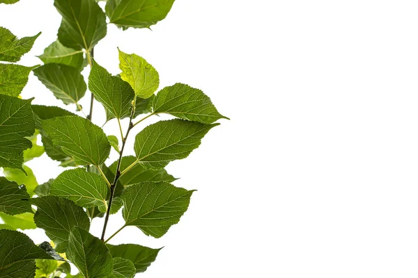 Mulberry Groene Bladeren Een Lucht Achtergrond — Stockfoto