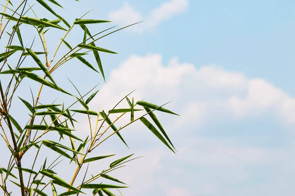 Bamboe Bladeren Een Heldere Blauwe Lucht Achtergrond Met Zachte Witte — Stockfoto