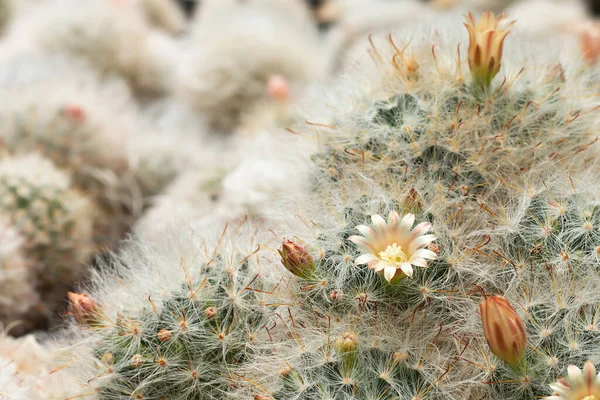 Söt Kaktus Blommor Fluffig Päls Träd Med Spetsiga Taggar — Stockfoto