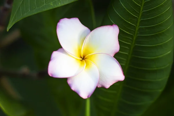Vackra Plumeria Blommor Trädgården — Stockfoto