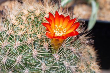 Çivili güzel kaktüsler