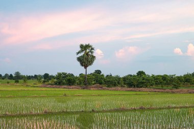 Kırsal pirinç tarlaları, pirinç ve diğer ürünlerin karışımı.