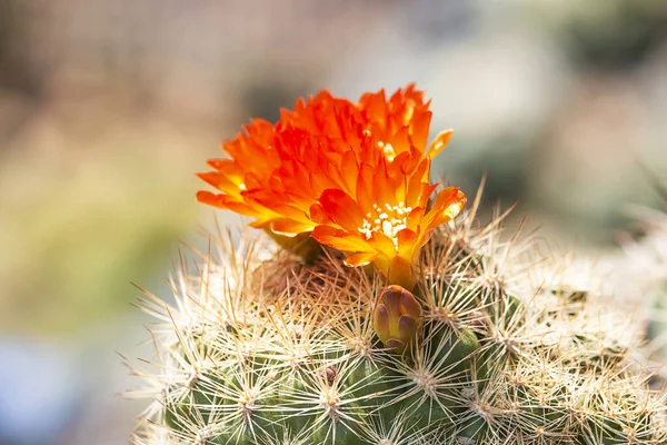 Many orange cactus flowers on the tree with spikes