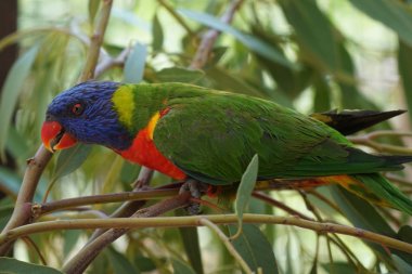 Çok güzel rengarenk papağan Loriy